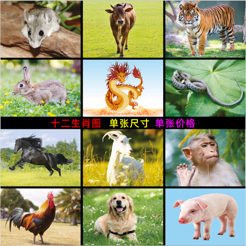十二生肖动物图