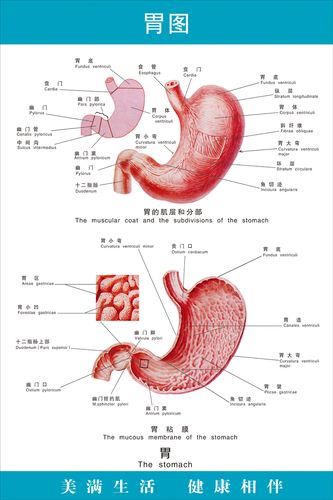 人体胃部位置图