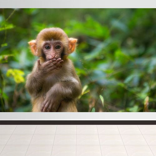 动物猴子图片大全 猴子图片大全