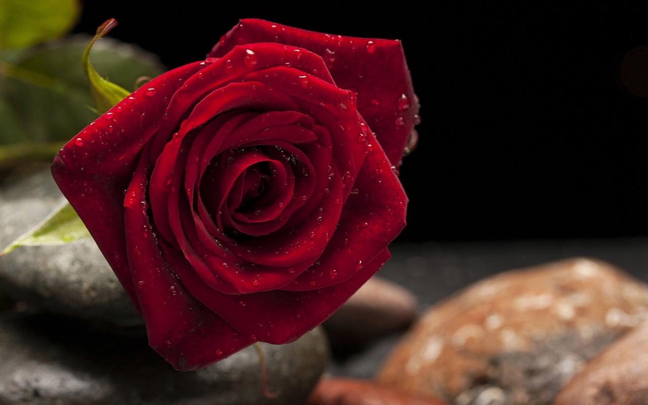 玫瑰图片高清图片下载 玫瑰花图片大全唯美浪漫