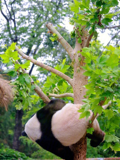 熊猫的图片可爱图片