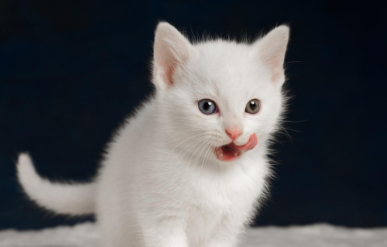 白猫图片大全可爱 白猫图片最萌