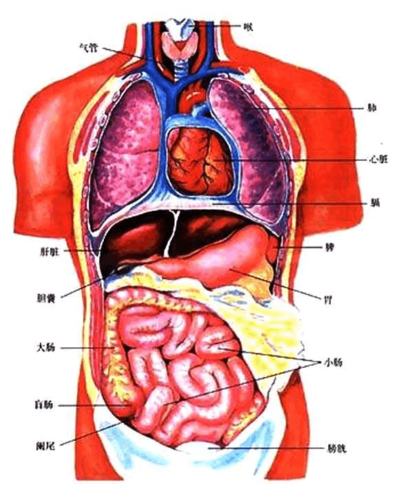 身体内脏结构图