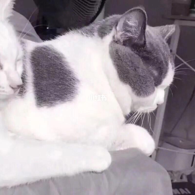 猫猫头像情侣