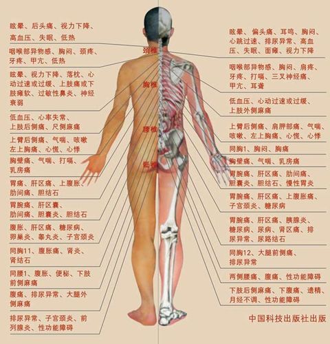 身体构造结构图器官图