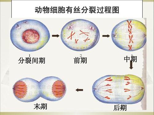 动物细胞有丝的过程图