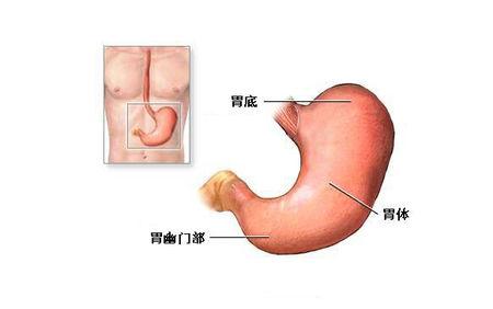 胃在哪个位置图