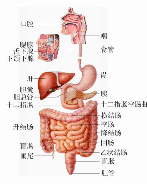 人体消化系统结构图