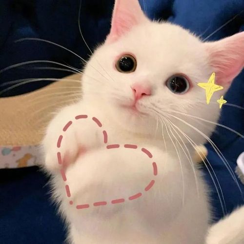 可爱的小猫头像
