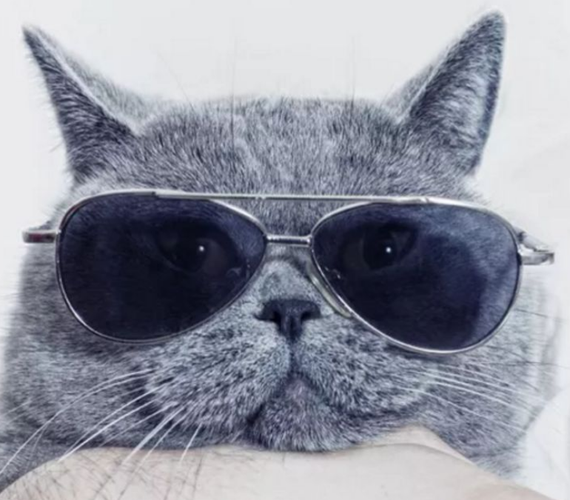猫戴墨镜的头像
