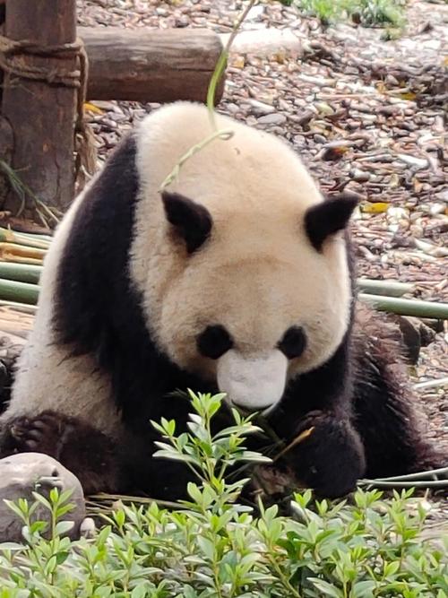 大熊猫图片可爱图片