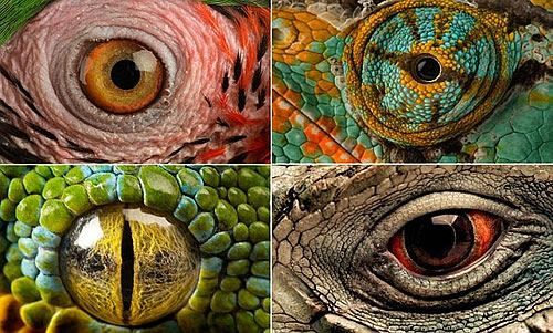 动物眼睛图片