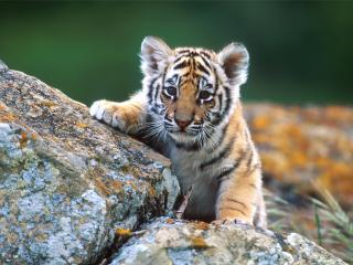 小老虎图片可爱