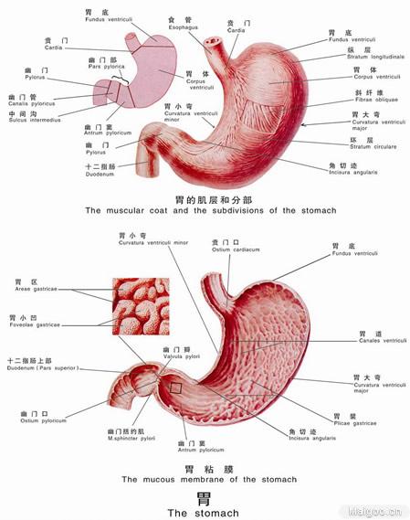 人体胃部位置图