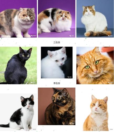 猫咪品种大全及图片