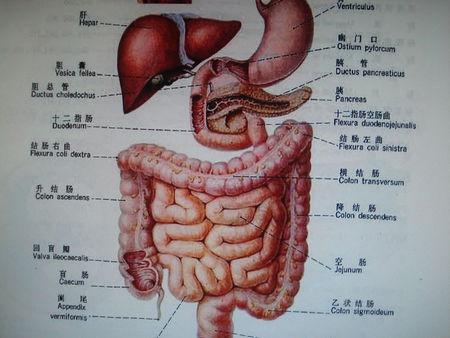 人体内脏分布图位置彩图
