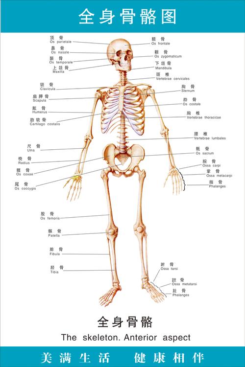 身体部位结构图解