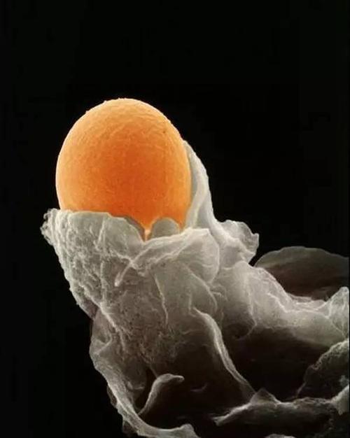 卵子排出体外的图片