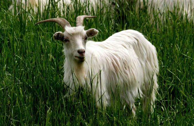 地羊是什么动物图片