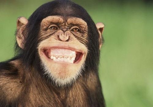 动物笑脸图片