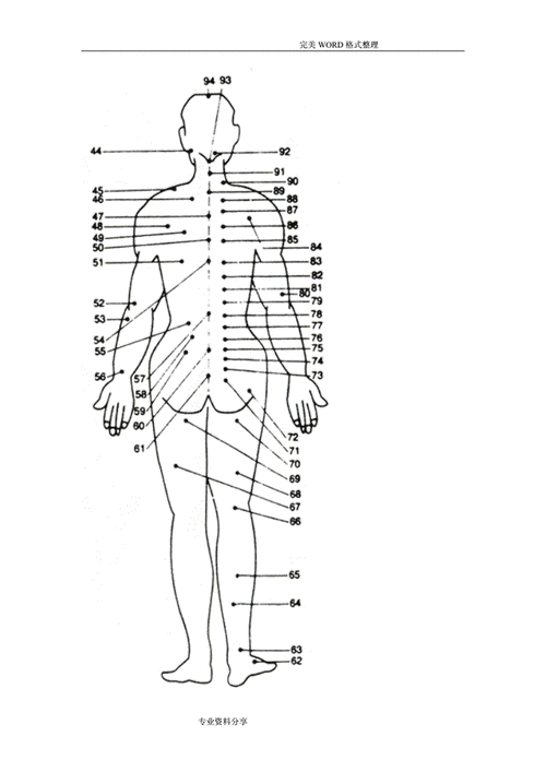 人体后背结构图