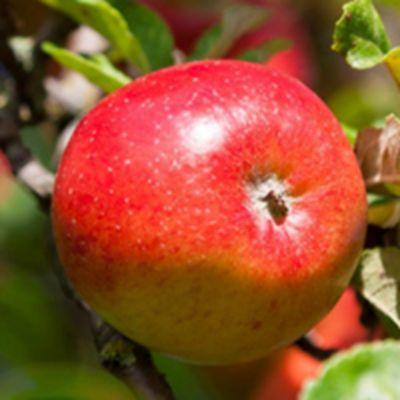 苹果头像图片高清唯美 苹果头像图片微信水果