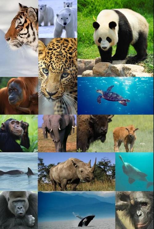 濒临灭绝的动物图片 濒临灭绝的动物图片以及资