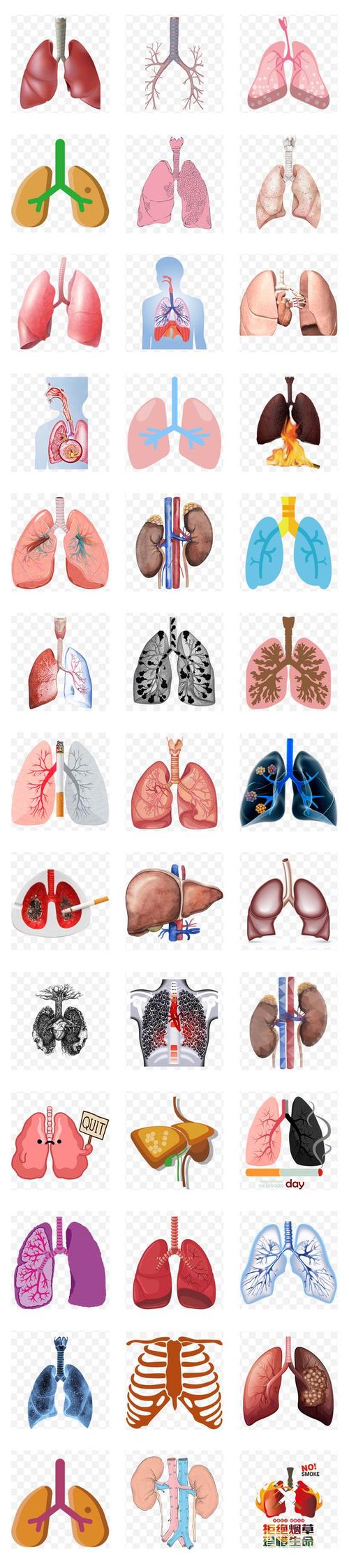 人体肺部结构图