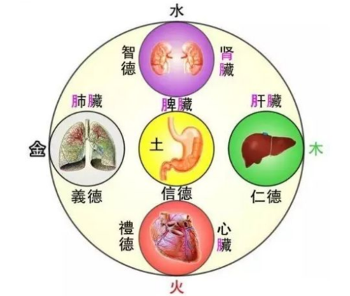 身体结构图五脏六腑肾的位置