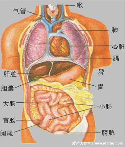 人体结构图五脏六腑肾的位置