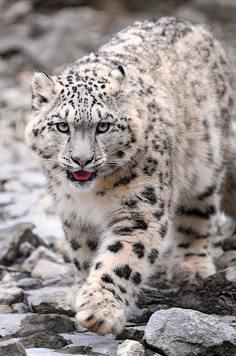 雪豹动物图片 雪豹是什么动物