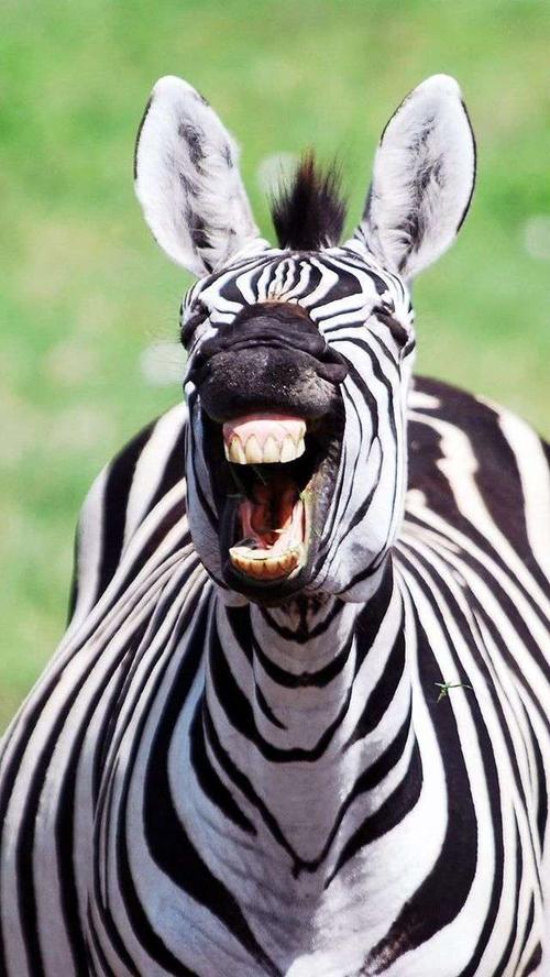 动物牙齿图片