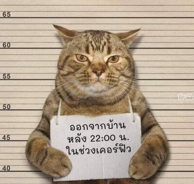 猫犯罪举牌照片微信头像