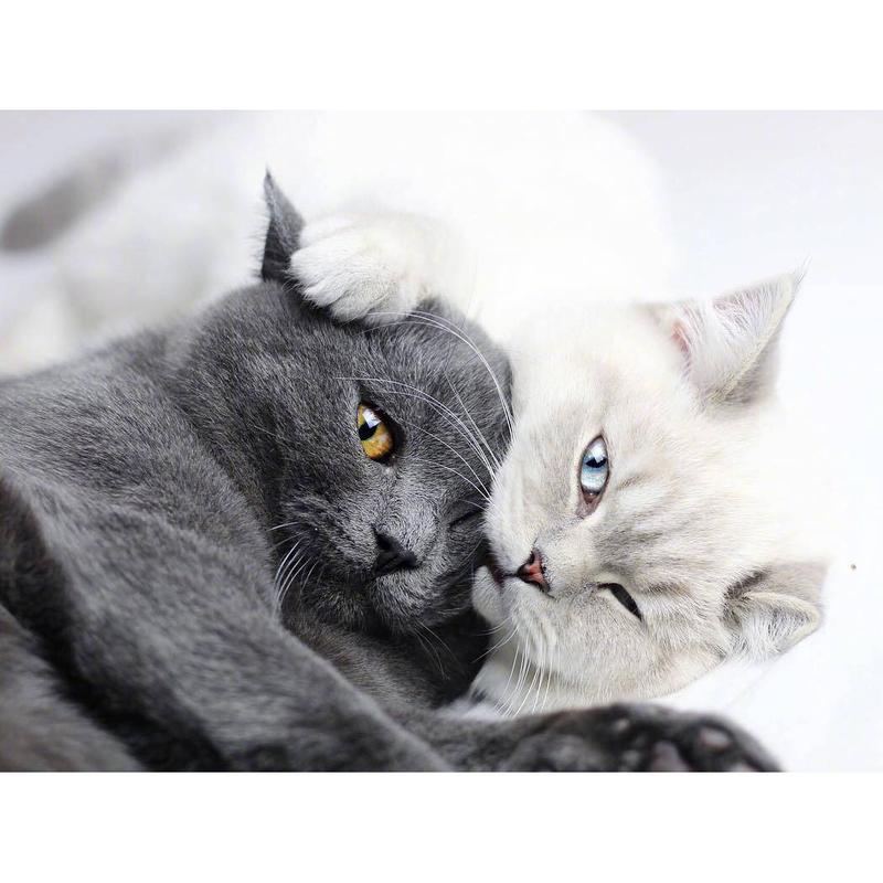 黑猫白猫情侣头像可爱 黑猫白猫情侣头像图片动
