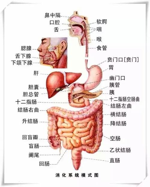 胃的准确位置图