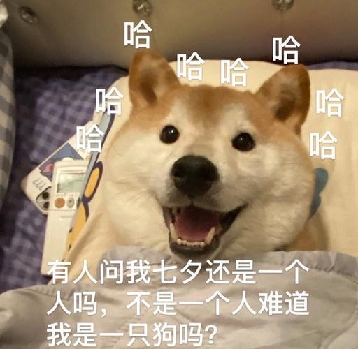 七夕单身狗表情图片