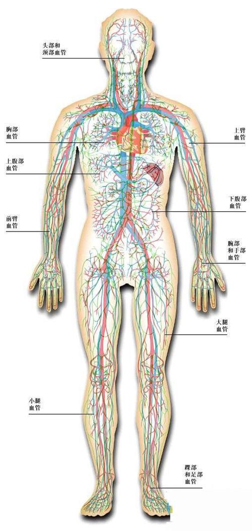 人体图五脏的位置图分布图
