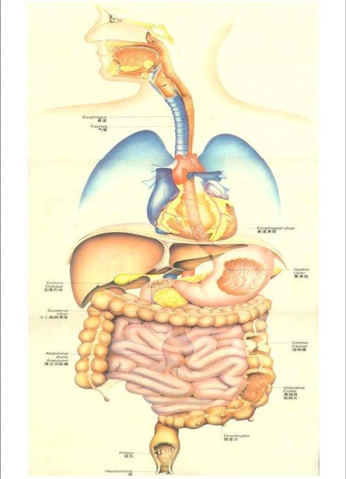 身体结构图五脏六腑肾的位置