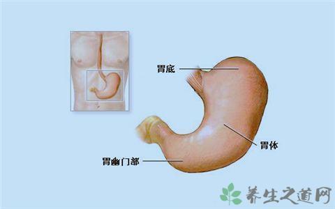 胃的准确位置图