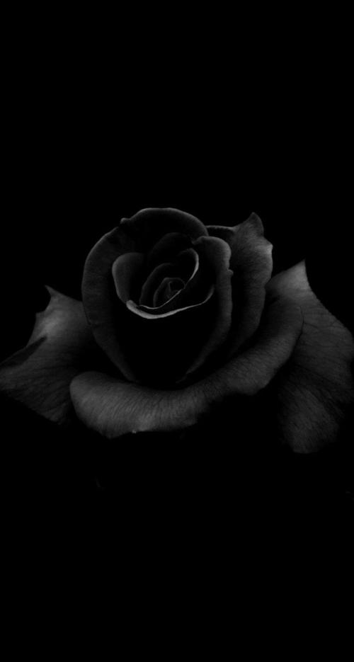 黑玫瑰图片