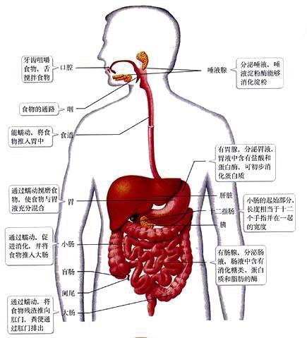 人体消化系统结构图