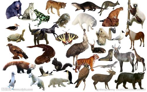 各种动物的图片
