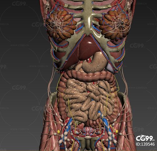 人体构造图标内脏器官位置