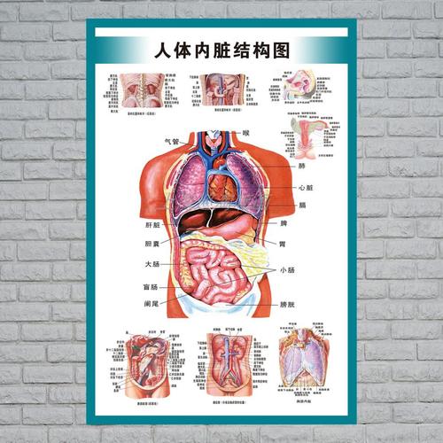 人体构造图标内脏器官位置