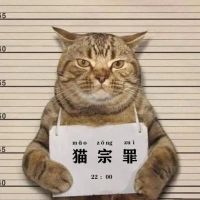 猫犯罪举牌照片微信头像 罪犯猫举牌子搞笑图片
