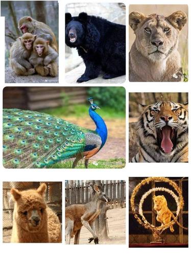 20000种动物图片 1000种动物图片