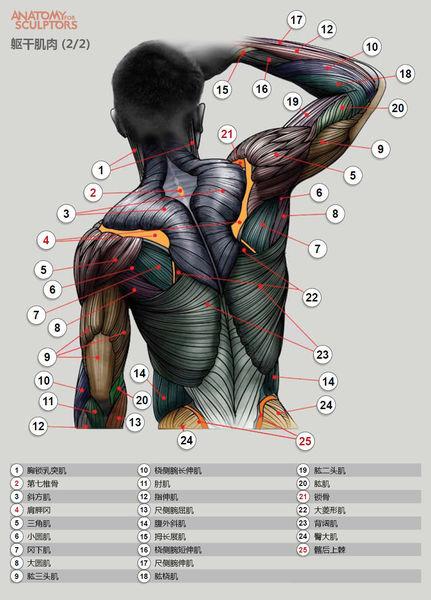 人体肌肉结构示意图