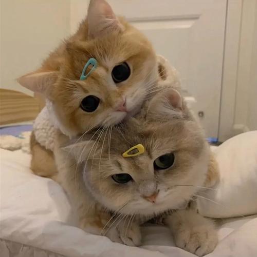 猫咪情侣头像一右一左头像 猫咪情侣头像可爱