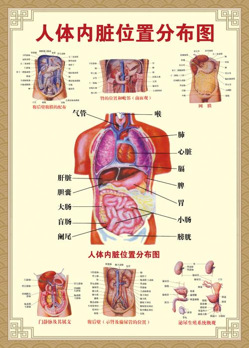 人体结构图器官位置分布图