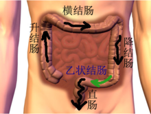 人体肠道结构图